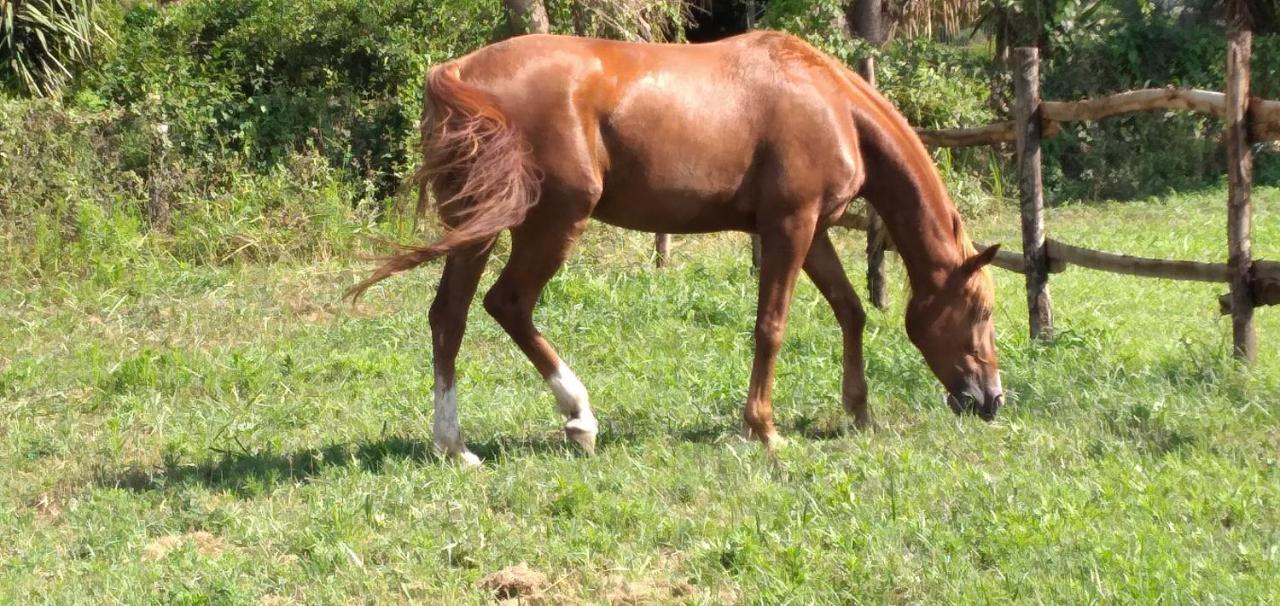 B&B Tenuta San Michele Capaccio Dış mekan fotoğraf