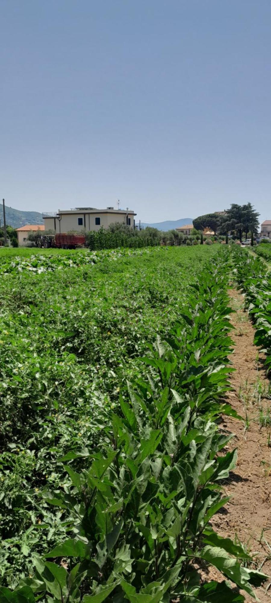 B&B Tenuta San Michele Capaccio Dış mekan fotoğraf