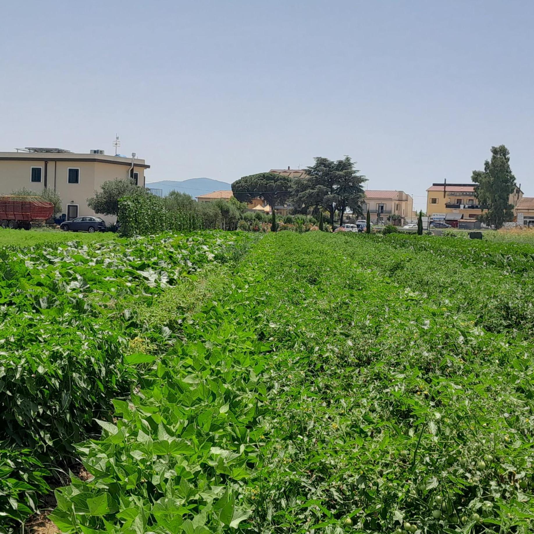 B&B Tenuta San Michele Capaccio Dış mekan fotoğraf
